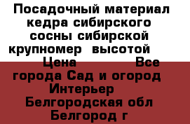 Посадочный материал кедра сибирского (сосны сибирской) крупномер, высотой 3-3.5  › Цена ­ 19 800 - Все города Сад и огород » Интерьер   . Белгородская обл.,Белгород г.